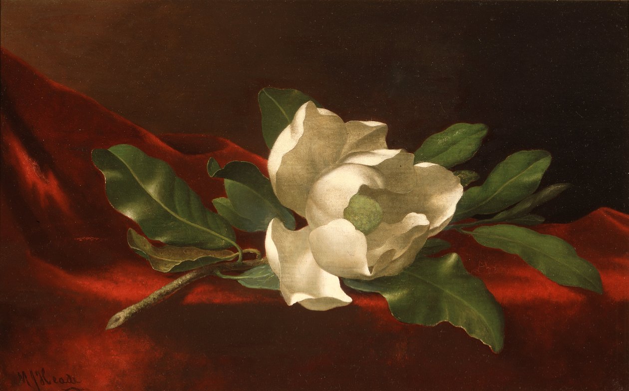 Magnolie, asi 1885-95 (olej na plátně) od Martin Johnson Heade