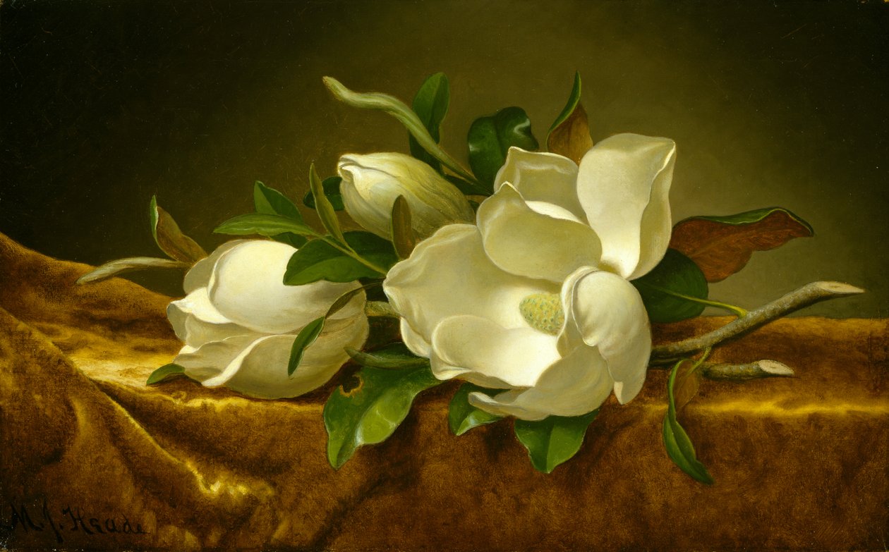 Magnolie na zlatém sametovém plátně, kolem 1888-90 (olej na plátně) od Martin Johnson Heade