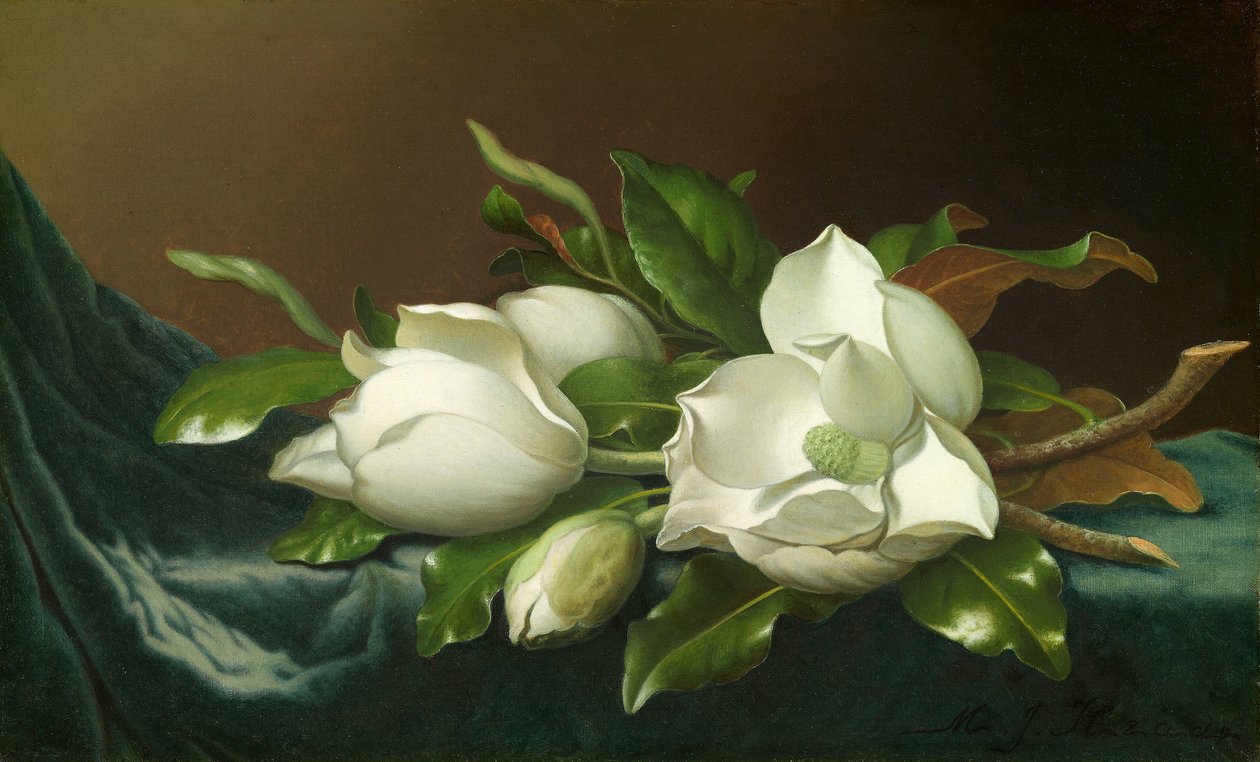 Magnólie na světle modré sametové látce od Martin Johnson Heade