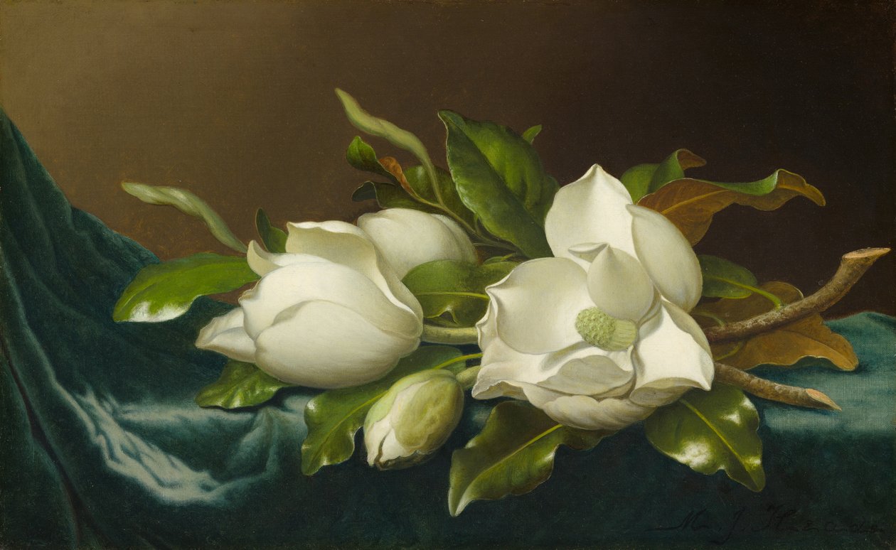 Magnolie na světle modrém sametovém plátně, 188595. od Martin Johnson Heade