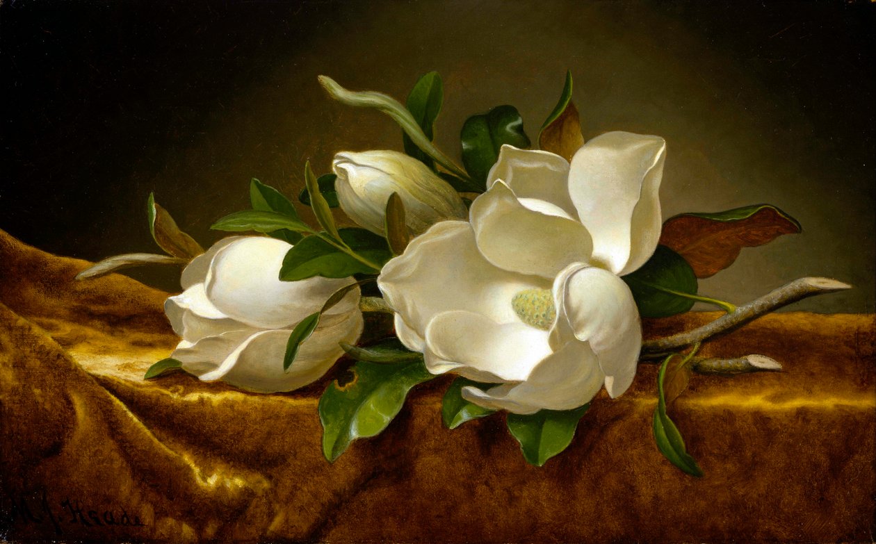 Magnolie na zlatém sametovém plátně od Martin Johnson Heade