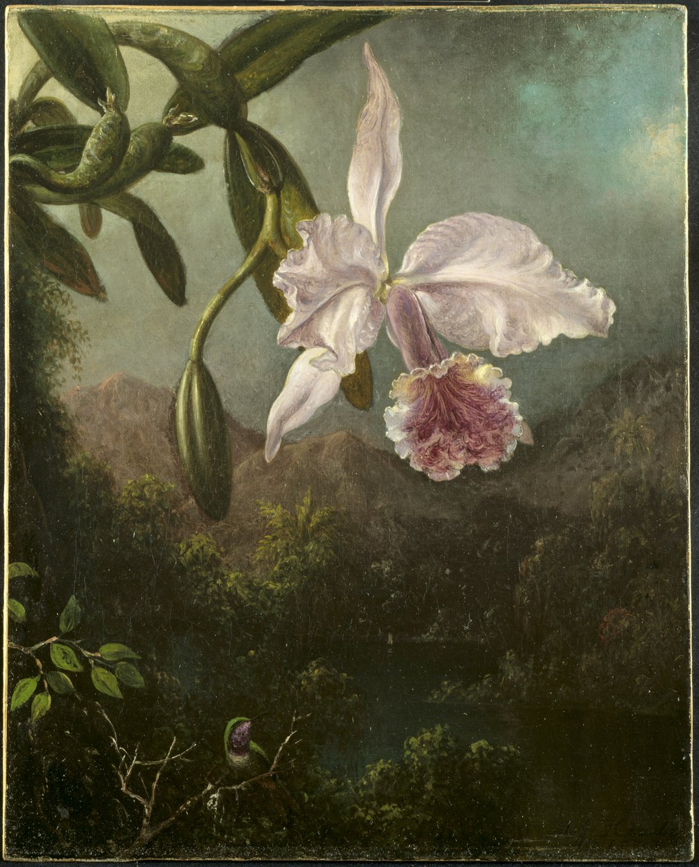 Květy orchidejí od Martin Johnson Heade
