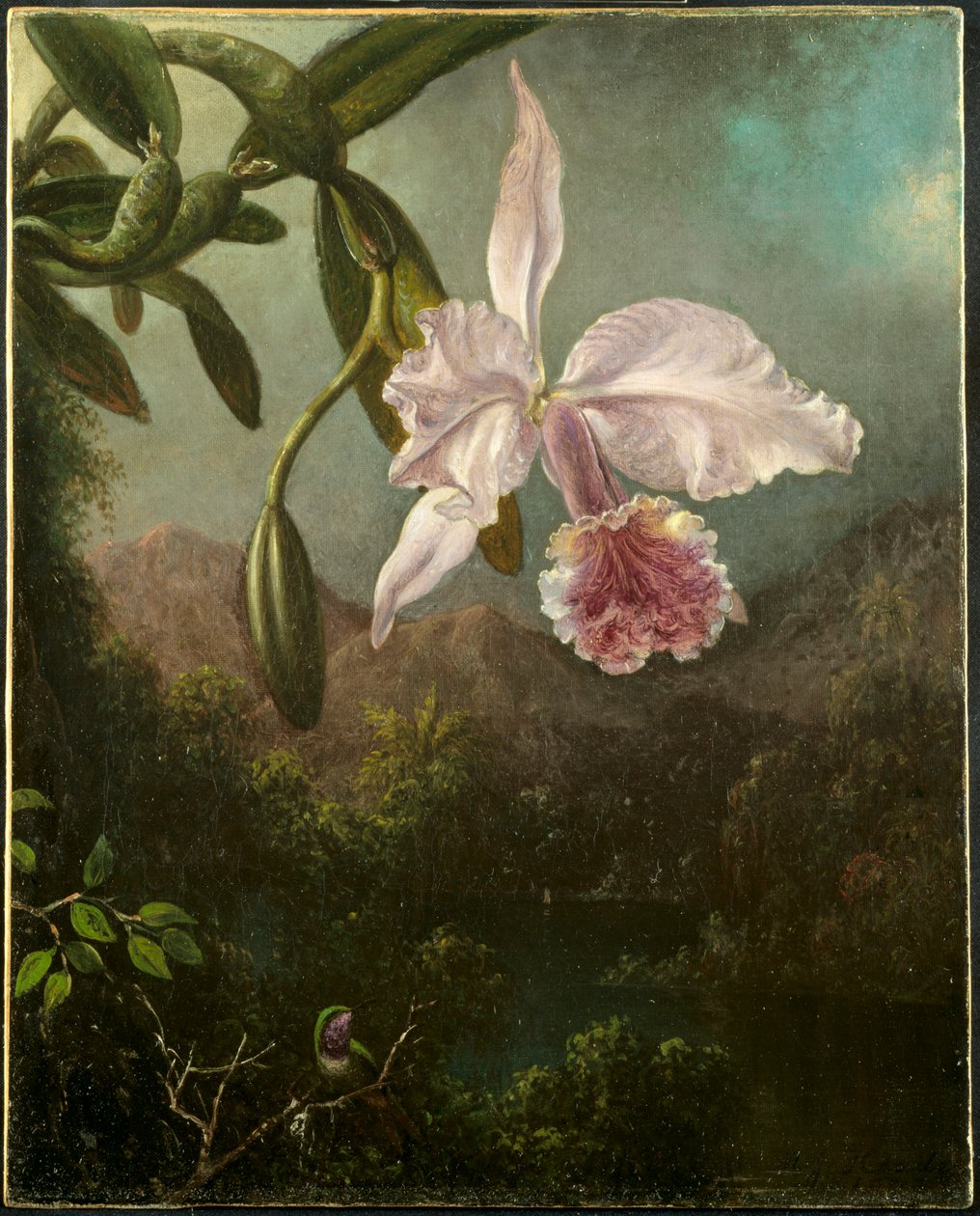 Květy orchidejí, 1873. od Martin Johnson Heade