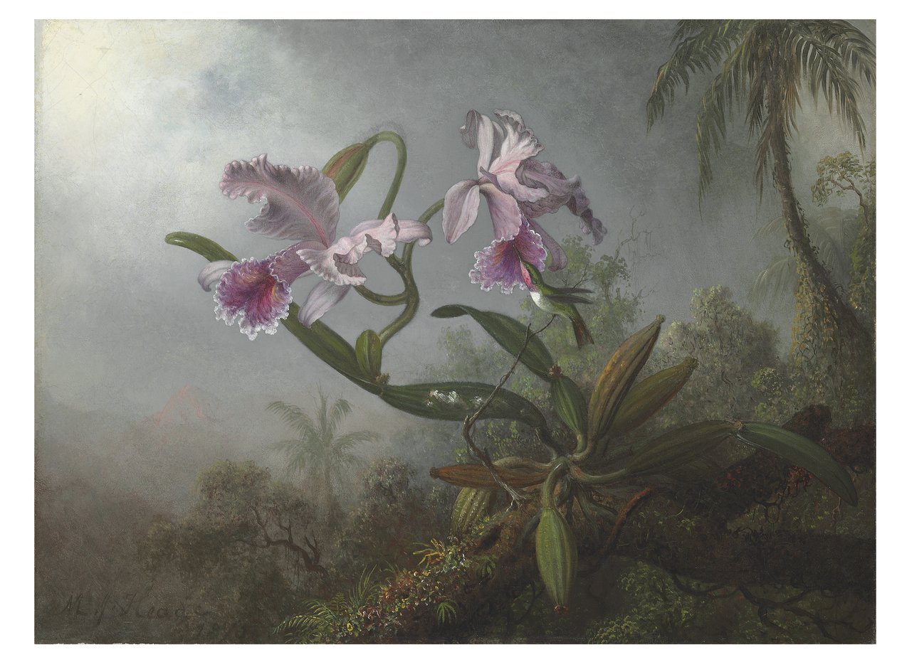 Růžové orchideje a kolibřík na větvičce, 1875 od Martin Johnson Heade