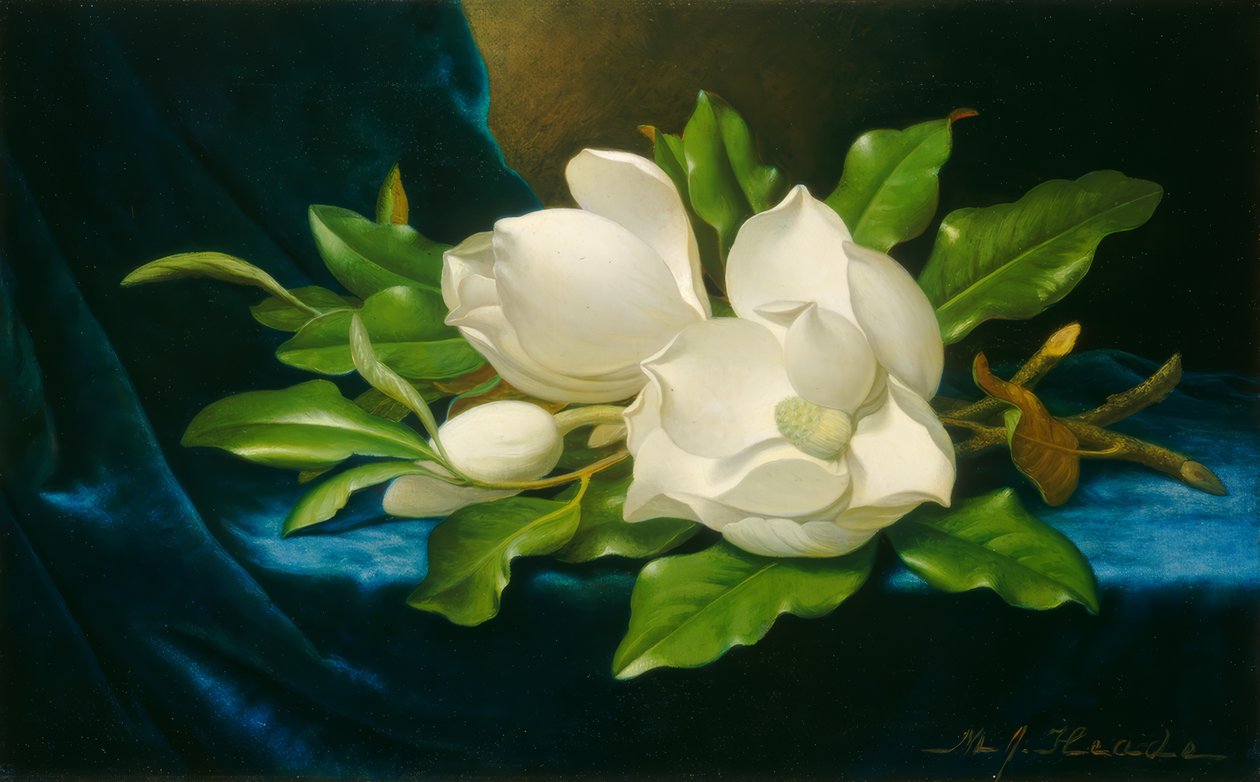 Obří magnólie na modré sametové látce od Martin Johnson Heade