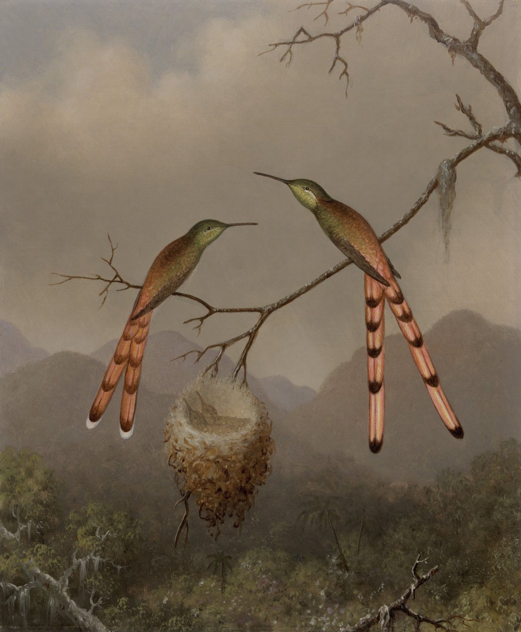 Dva kolibříci s mláďaty od Martin Johnson Heade