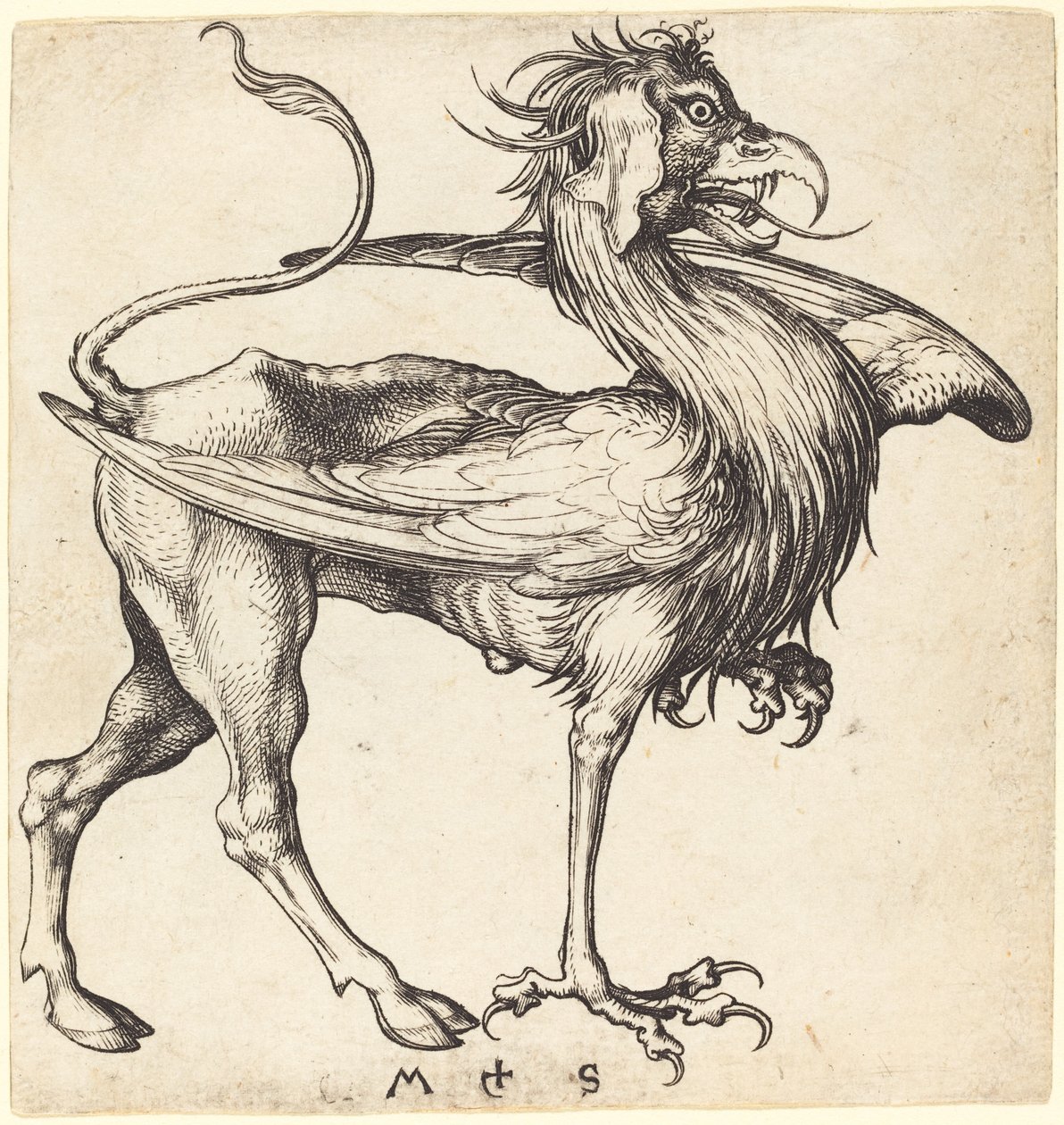Griffin od Martin Schongauer