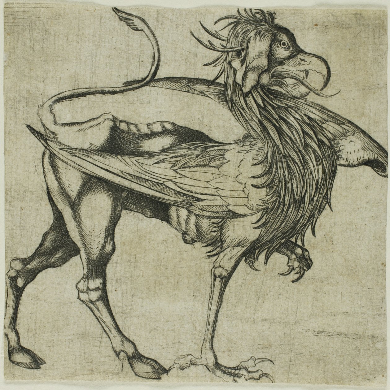 Griffin od Martin Schongauer