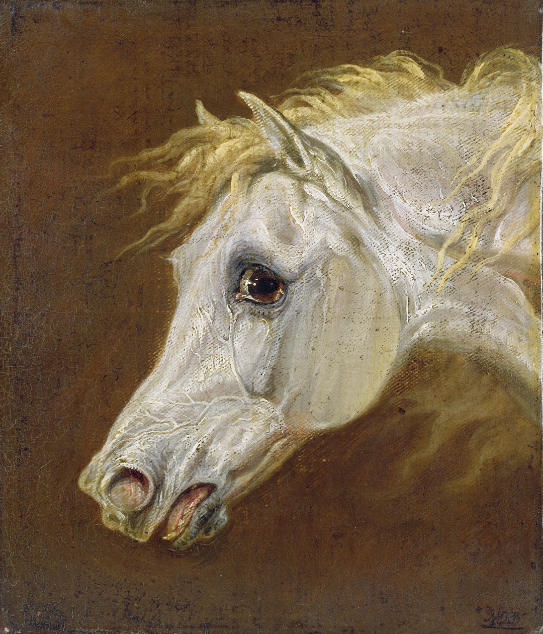 Hlava šedého arabského koně (olej na plátně na panelu) od Martin Theodore Ward