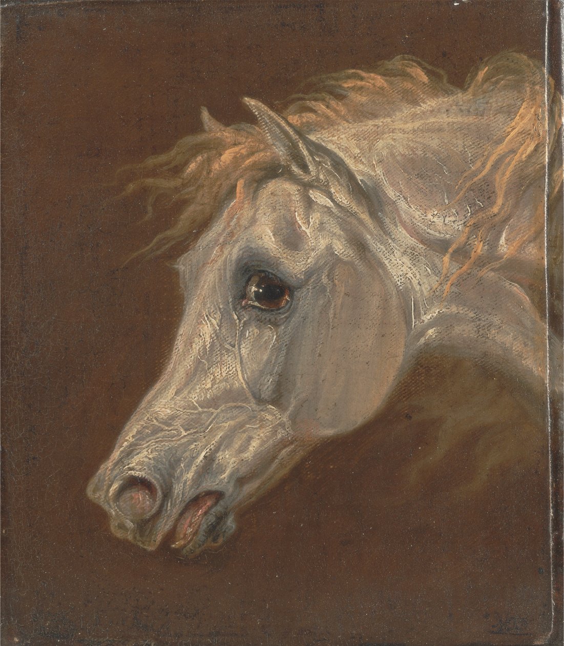 Hlava šedého arabského koně od Martin Theodore Ward