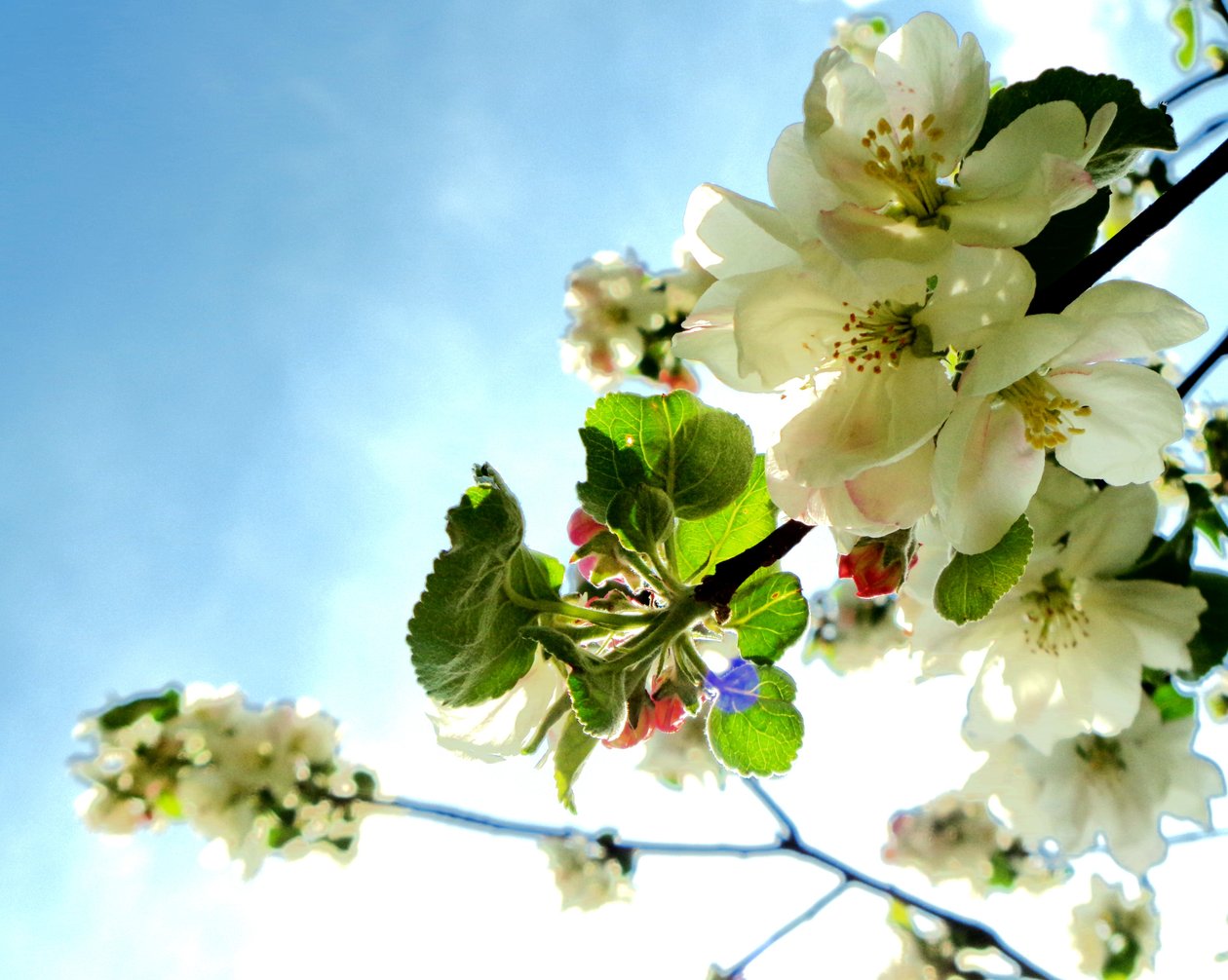 Baumblüten1 od Martina Konitzky