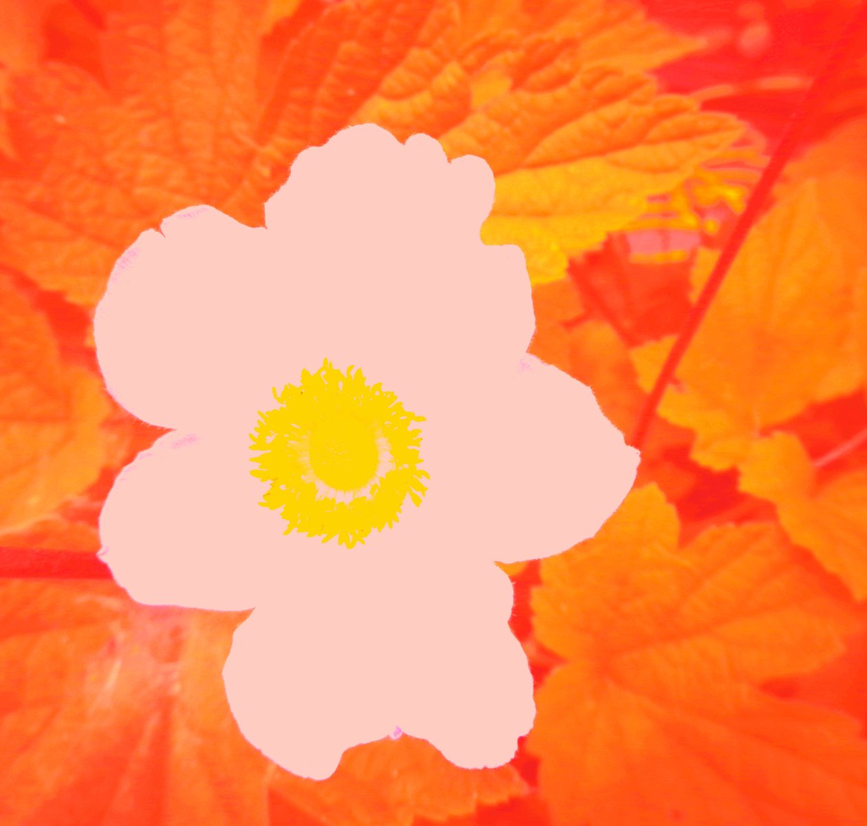 Blume (pocta Andymu Warholovi) od Martina Konitzky