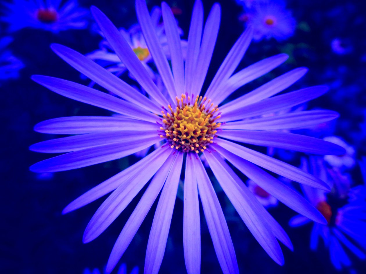 Blume od Martina Konitzky