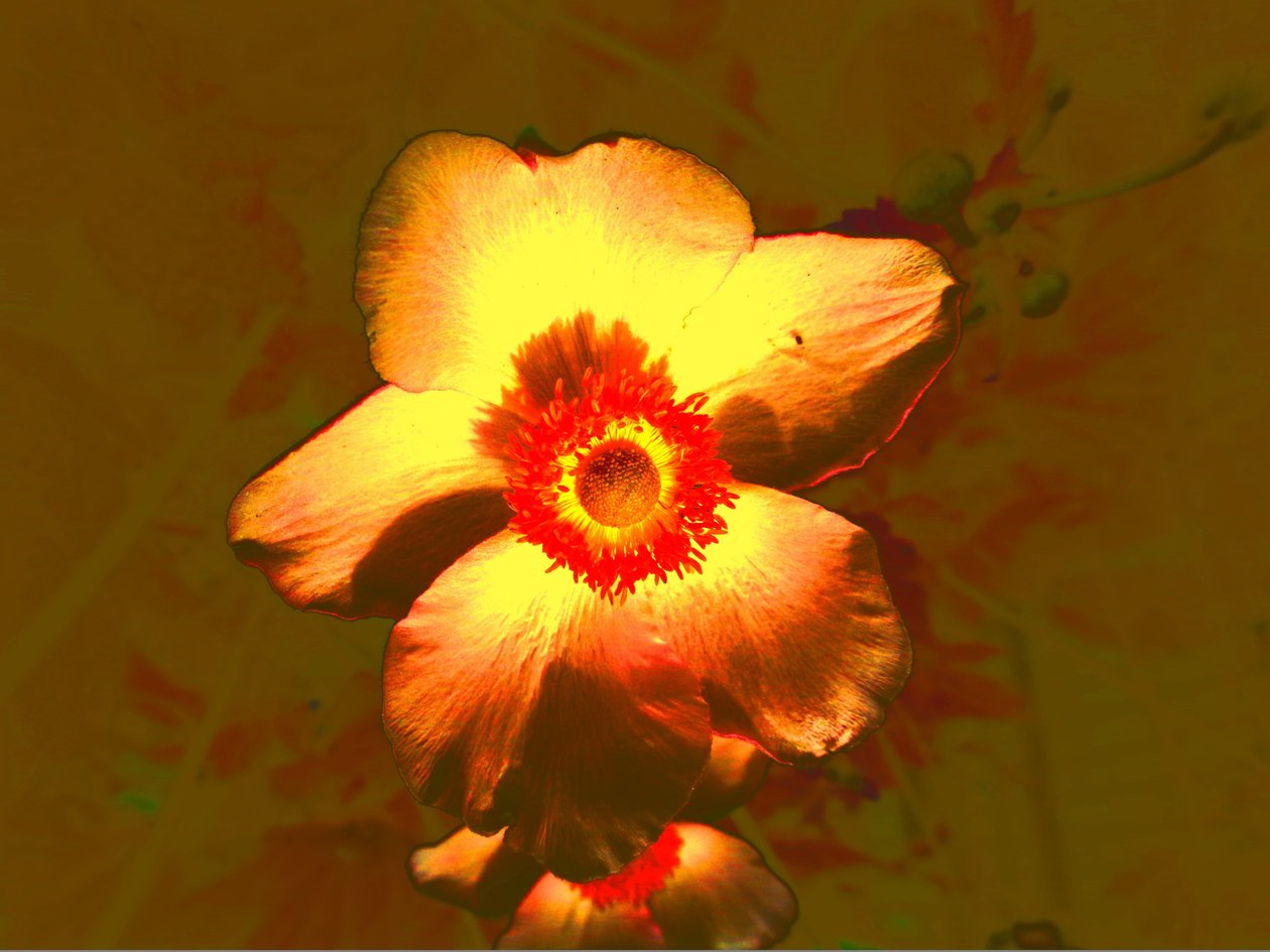 Blume od Martina Konitzky