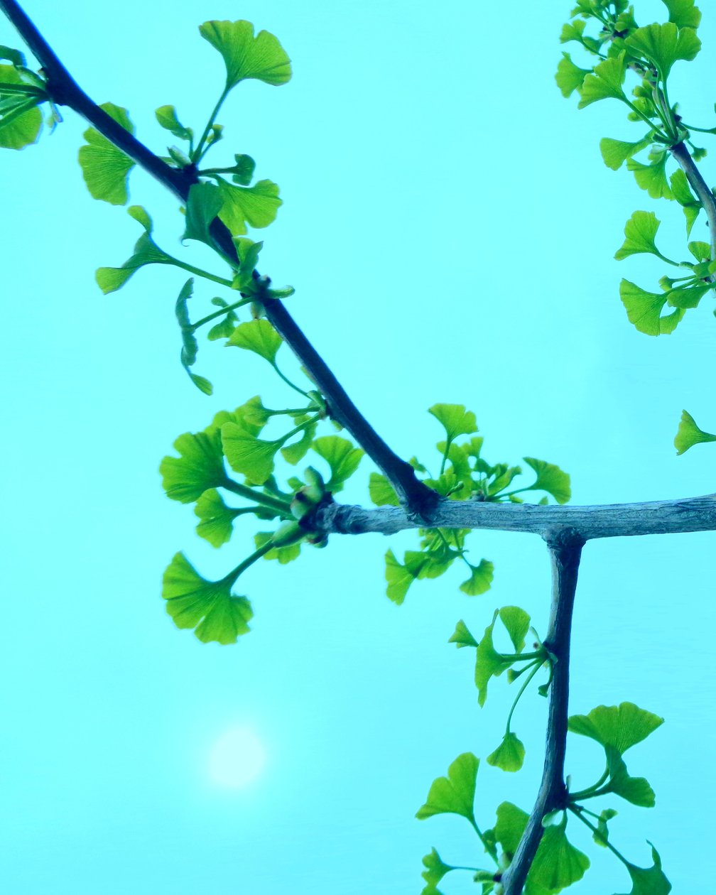 Ginkgo od Martina Konitzky