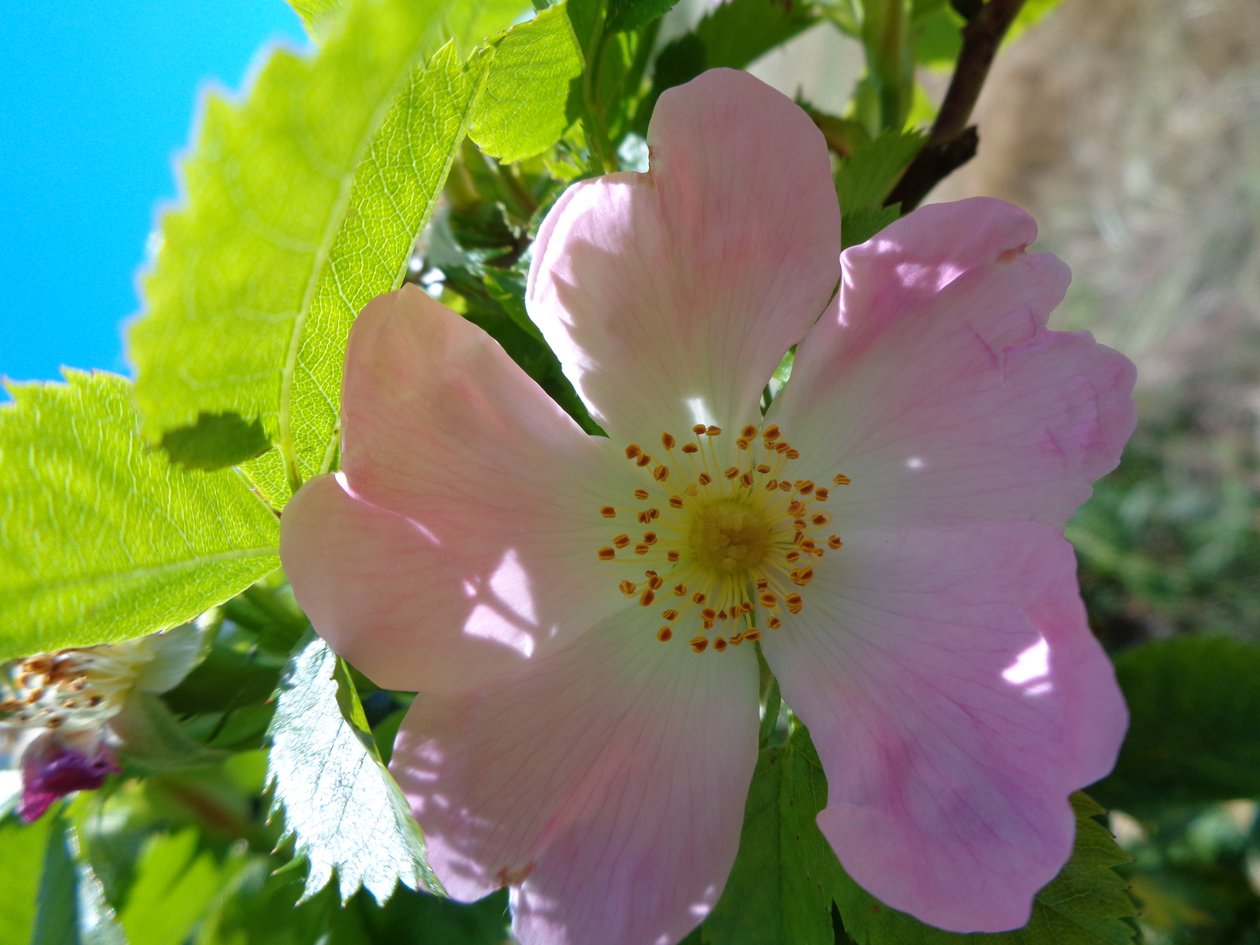 Heckenrose od Martina Konitzky