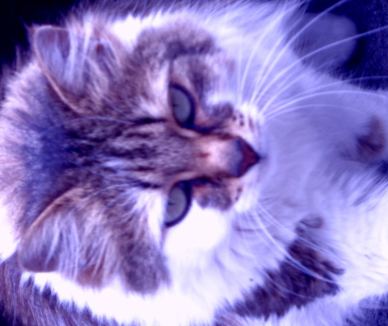 Kitty Lila od Martina Konitzky