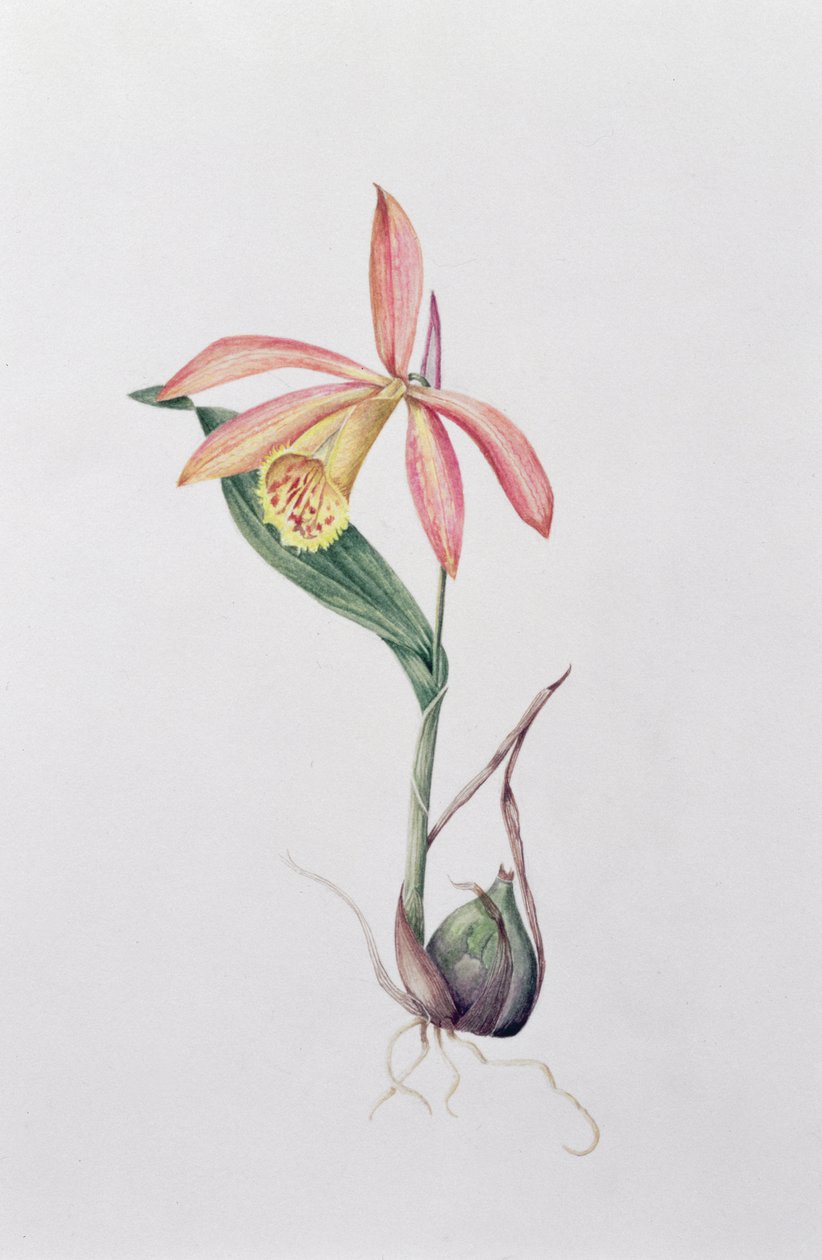 Pleione Zeus Wildstein (wc na papíře) od Mary Kenyon Slaney