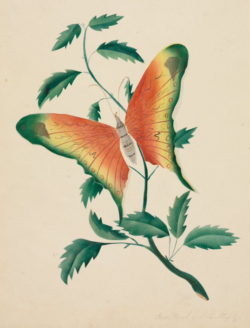 Rose Bush a Butterfly. od Mary Altha Nims