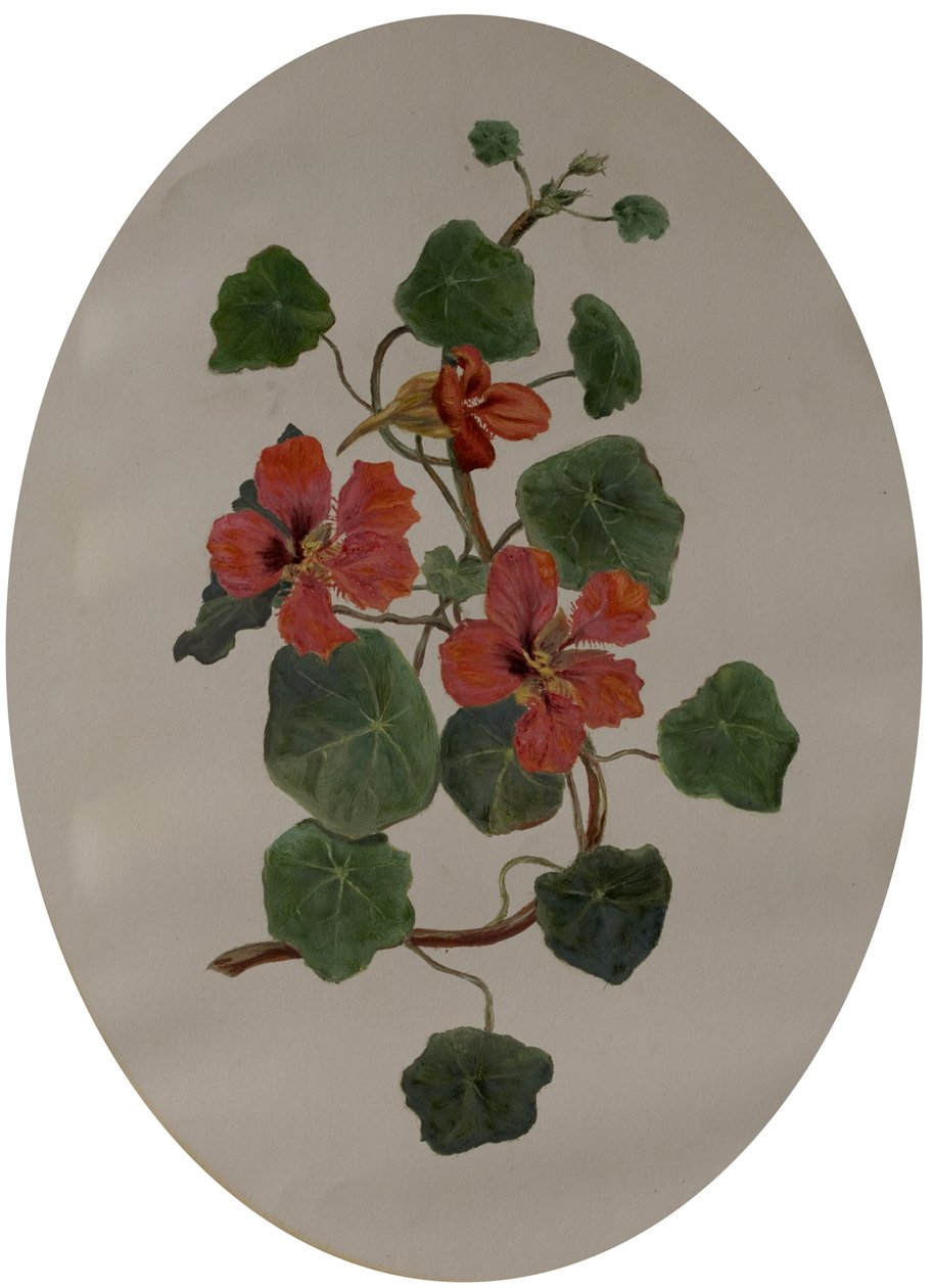 Nasturtiums, cca 1870 (olej na papíře) od Mary Dakeyne Townroe