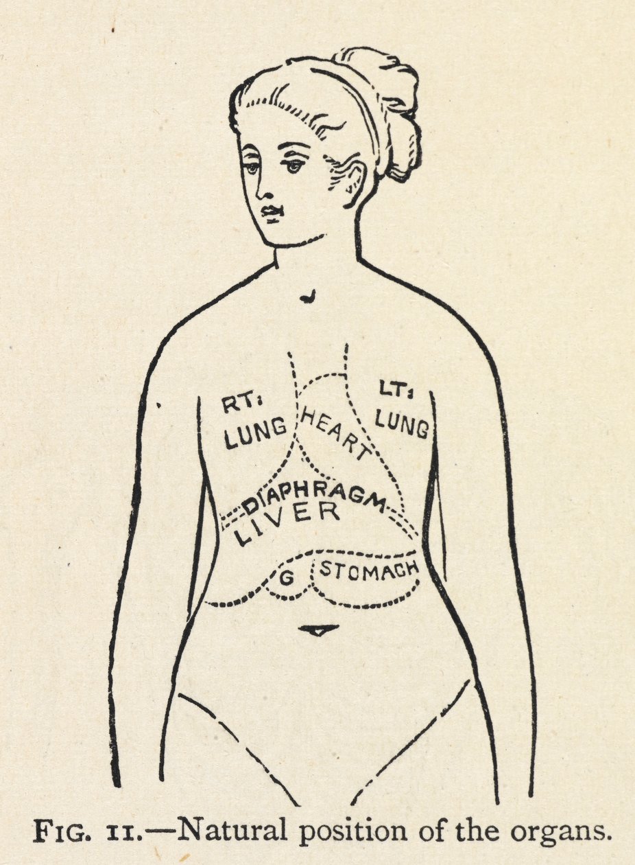 „Přirozená poloha orgánů“. Jednoduchý diagram některých vnitřních orgánů ženy; V kapitole o správném držení těla. od Mary Eliza Haweis