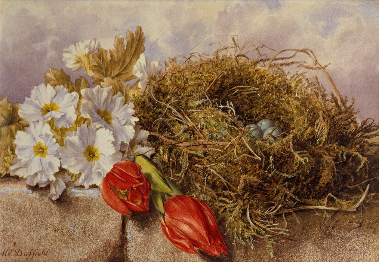 Zátiší z rozkvetlých tulipánů a ptačí hnízdo na římse (tužka a akvarel) od Mary Elizabeth Duffield