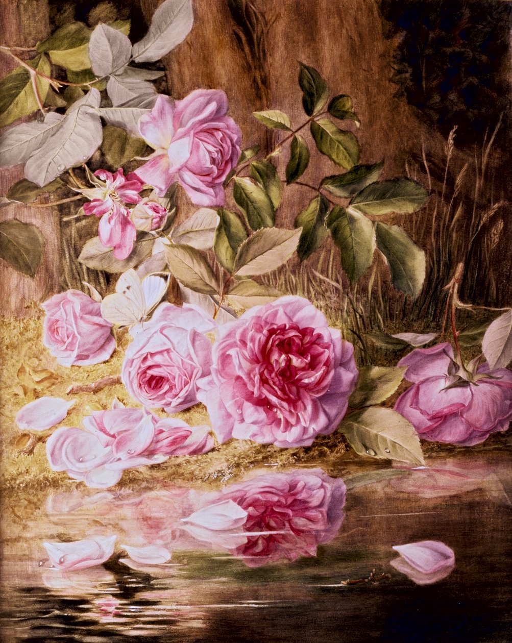 Blairie Roses (akvarel na papíře) od Mary Elizabeth Duffield