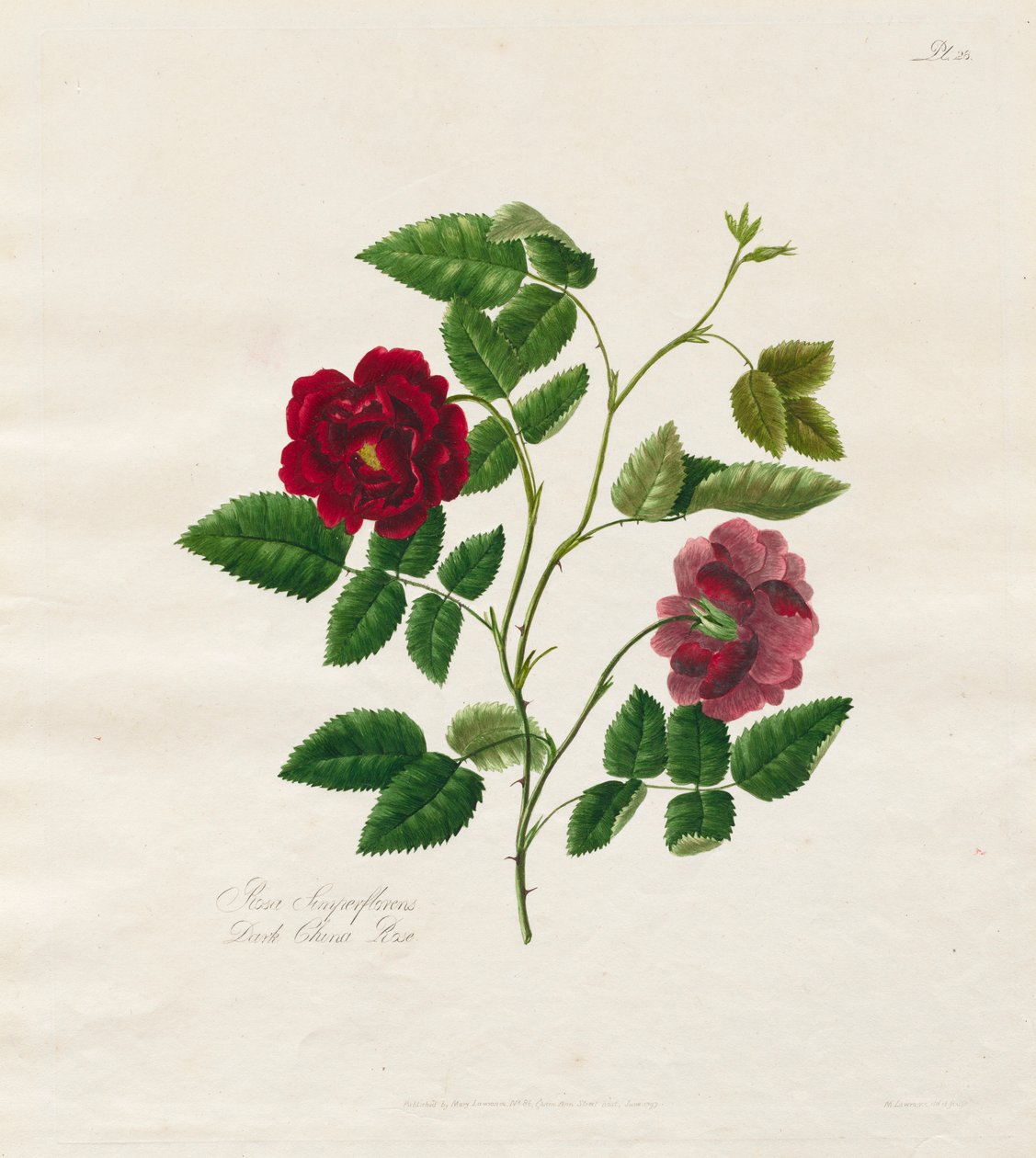 Sbírka růží z přírody: Tmavá čínská růže, 1799. od Mary Lawrence