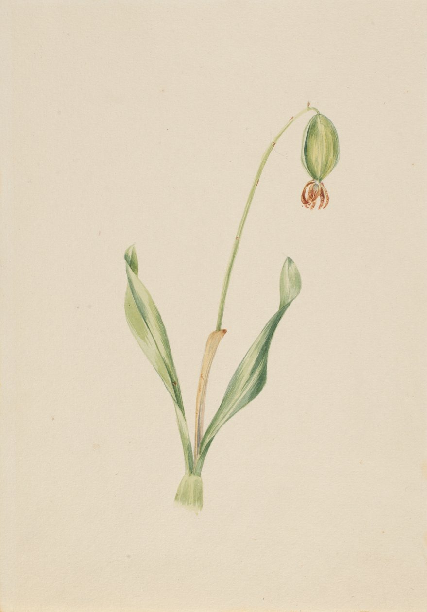 (Bez názvu) (Studie rostlin) od Mary Vaux Walcott