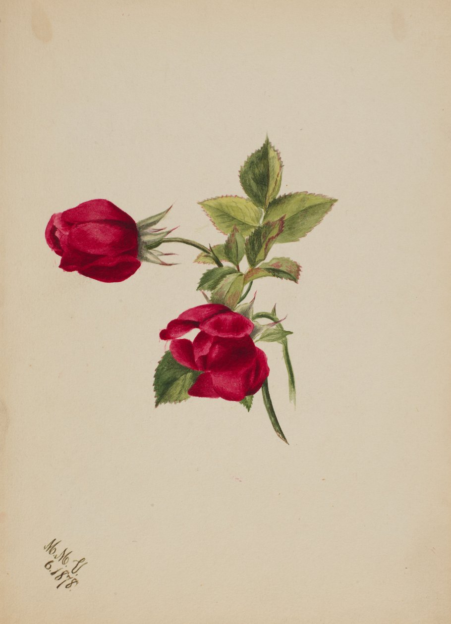 (Bez názvu--Rose) od Mary Vaux Walcott