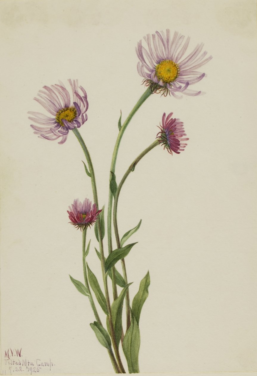 Aljašský blešník (Erigeron salsuginosus) od Mary Vaux Walcott