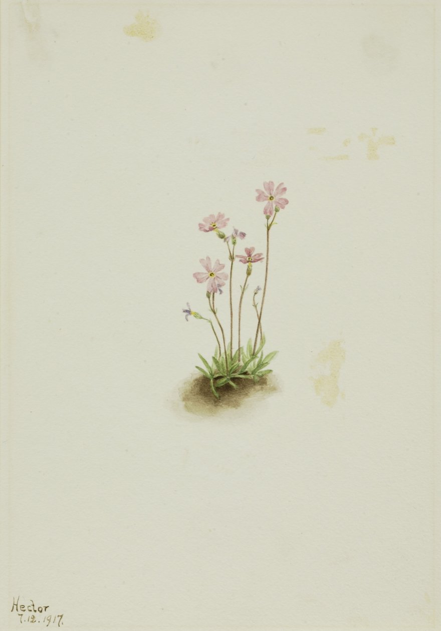 Prvosenka albertská (Primula maccalliana) od Mary Vaux Walcott
