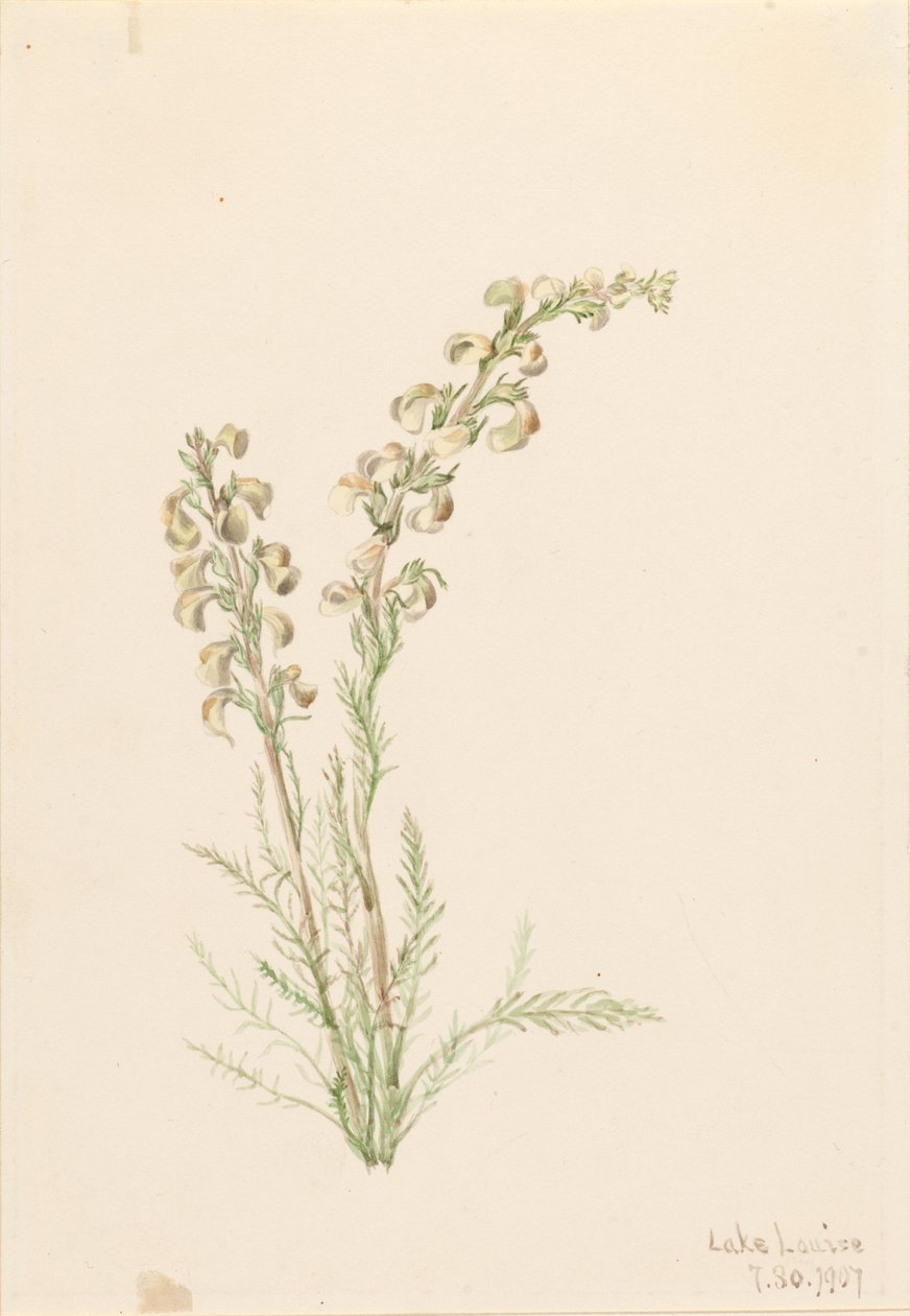 Kapradina alpská (Pedicularis contorta) od Mary Vaux Walcott