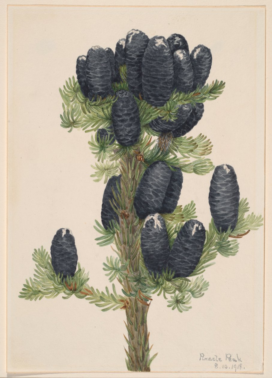 Jedle alpská (Abies lasiocarpa) od Mary Vaux Walcott