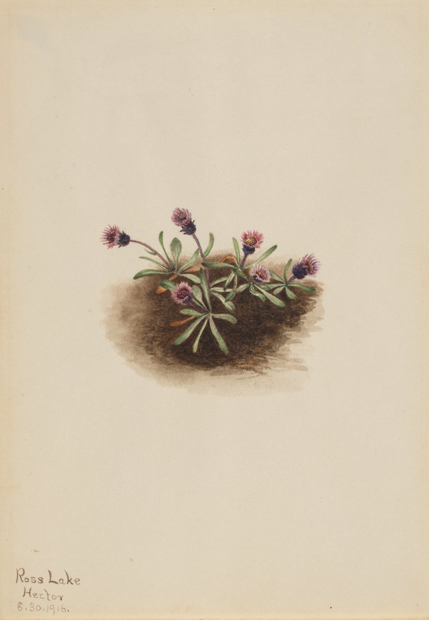 Pcháč alpský (Erigeron unalaschcensis) od Mary Vaux Walcott