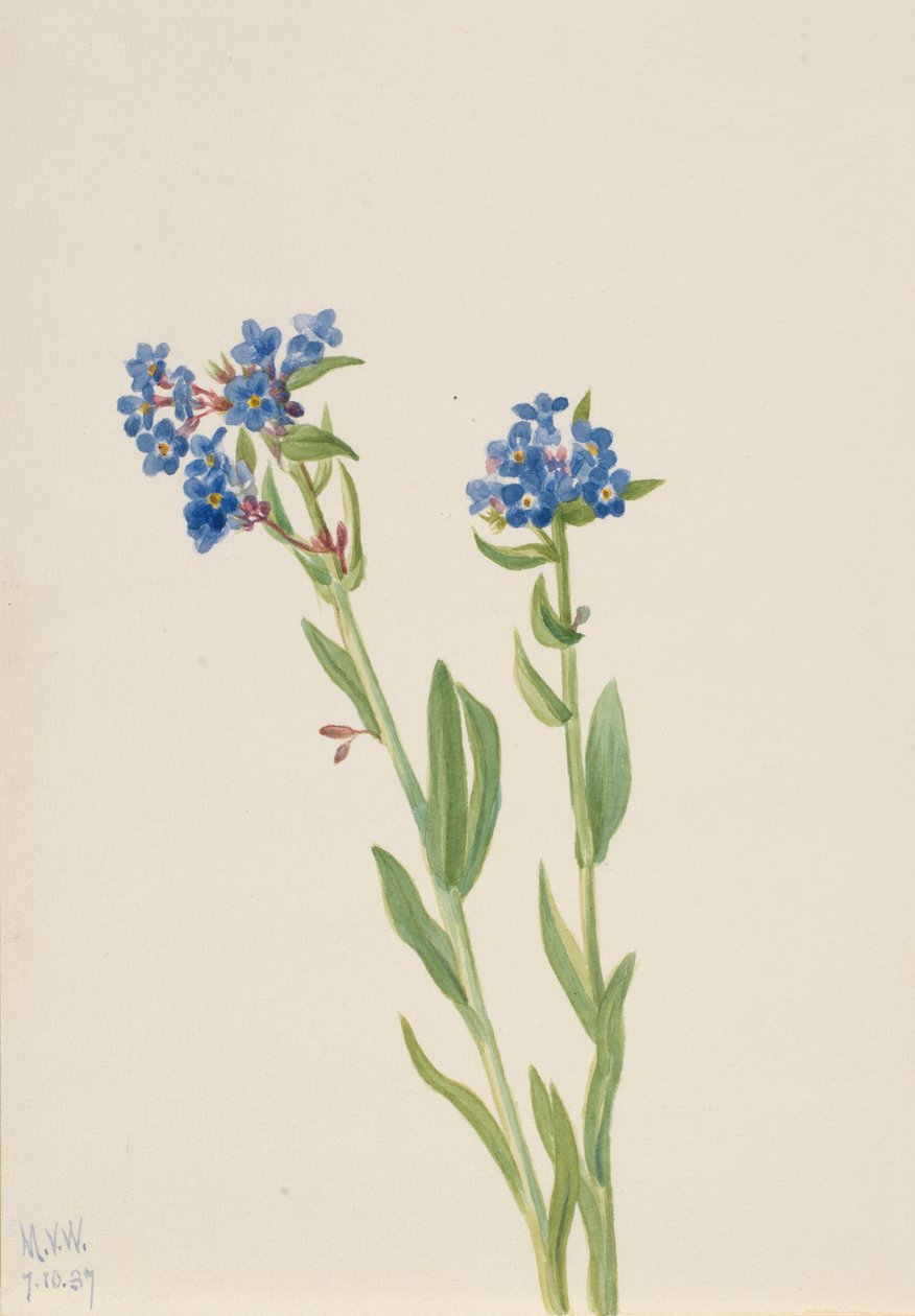 Zapomenutka alpská (Myosotis alpestris) od Mary Vaux Walcott