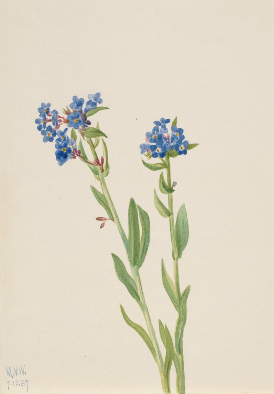 Alpine Forget-Me-Not Myosotis alpestris, 1937. od Mary Vaux Walcott