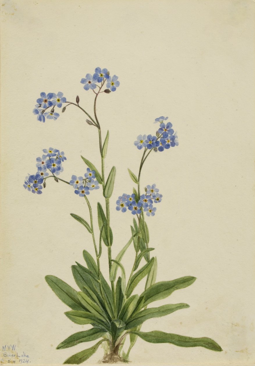 Zapomenutka alpská (Myosotis alpestris) od Mary Vaux Walcott