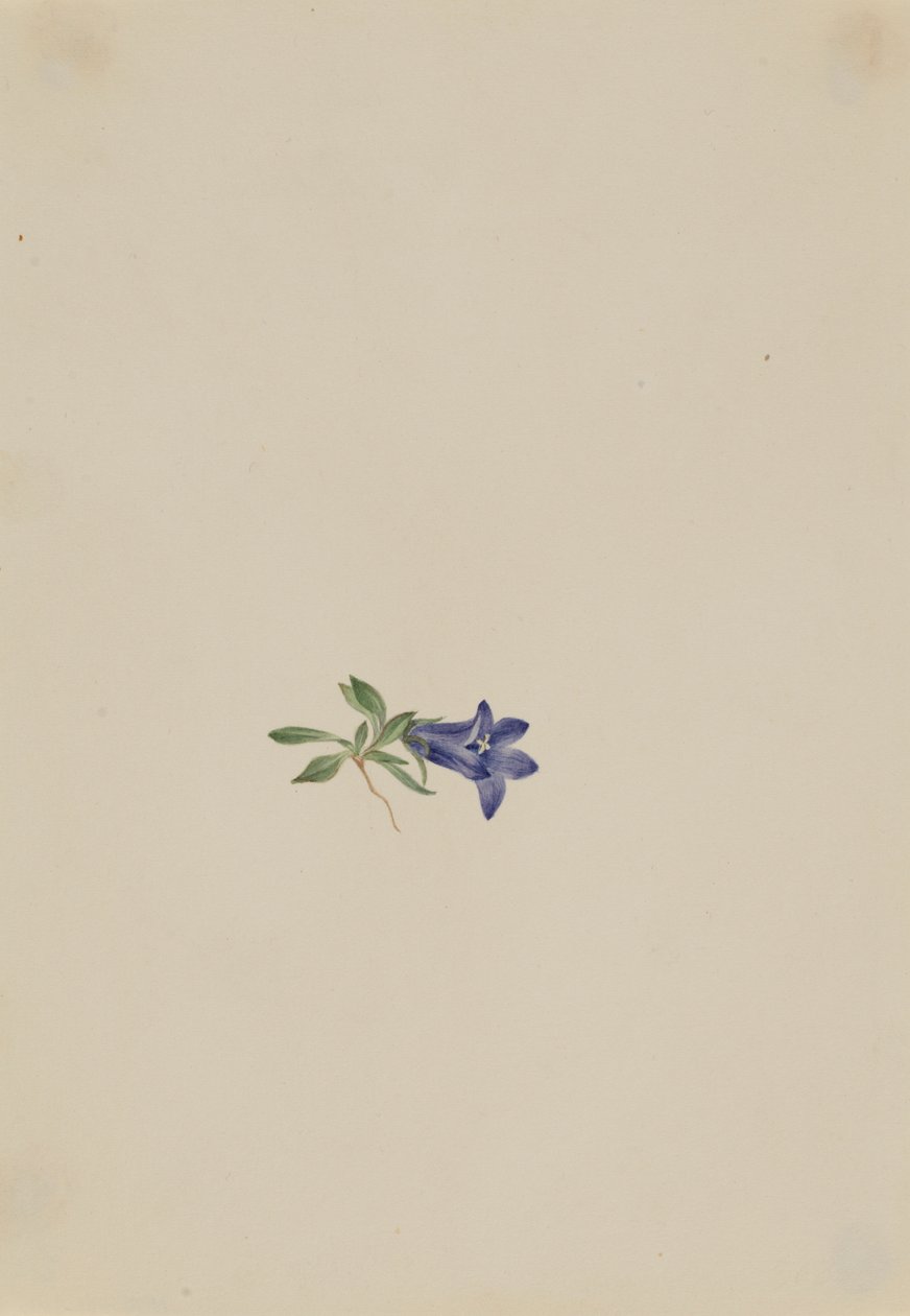 Zajíc alpský (Campanula lasiocarpa) od Mary Vaux Walcott