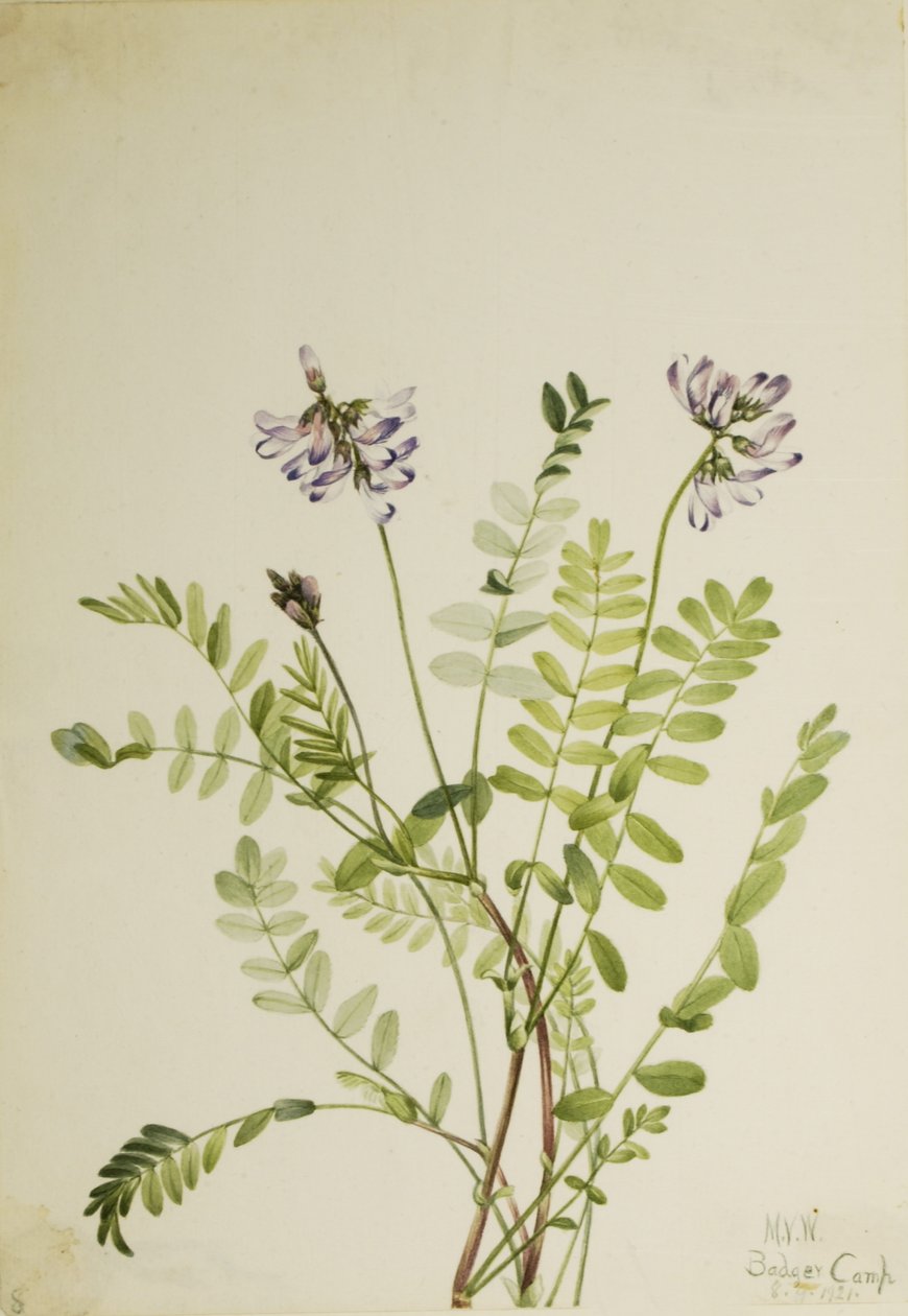Kozinec alpský (Astragalus alpinus) od Mary Vaux Walcott