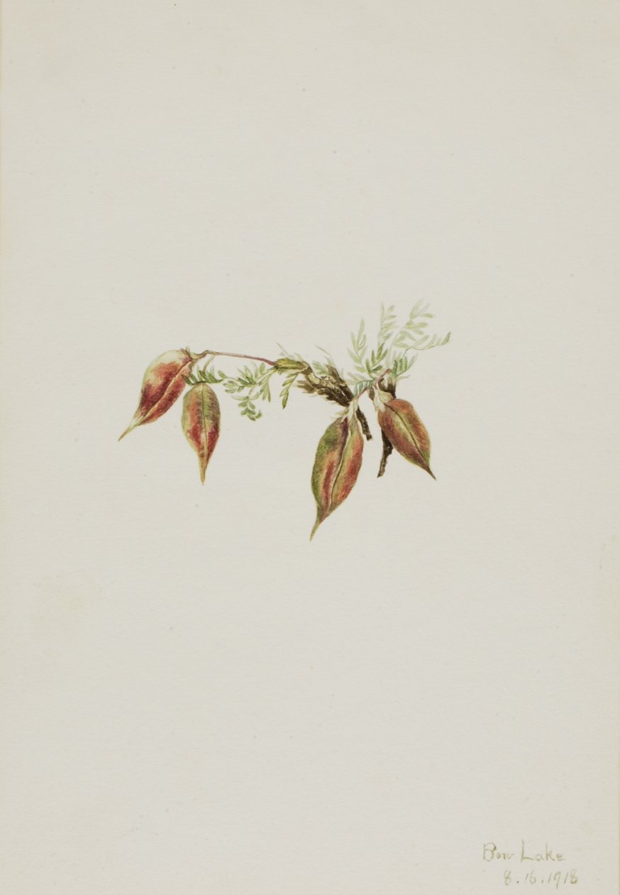 Ostrožka alpská (Oxytropis podocarpa) od Mary Vaux Walcott