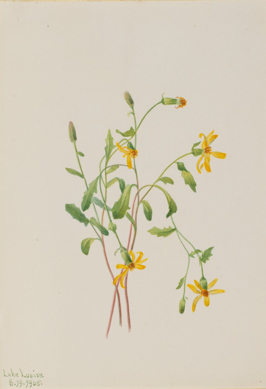 Hadinec alpský (Senecio species) od Mary Vaux Walcott