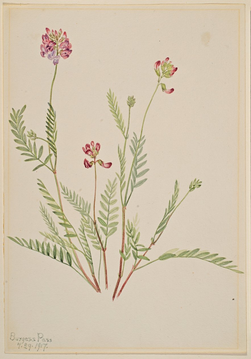 Vachta alpská (Astragalus bourgovii) od Mary Vaux Walcott