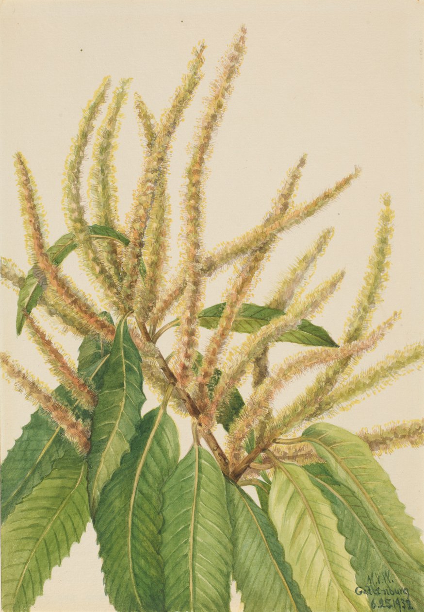 Kaštanovník jedlý (Castanea dentata) od Mary Vaux Walcott