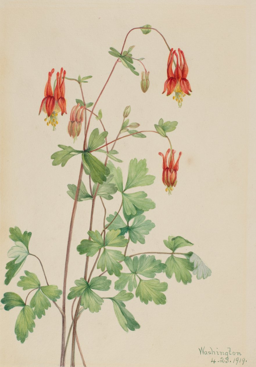 Kolumbie americká (Aquilegia canadensis) od Mary Vaux Walcott