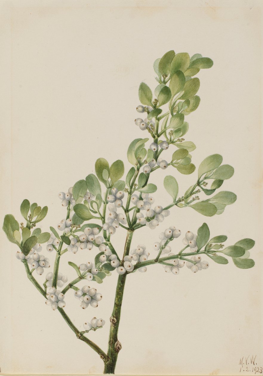 Jmelí americké (Phoradendron flavescens) od Mary Vaux Walcott