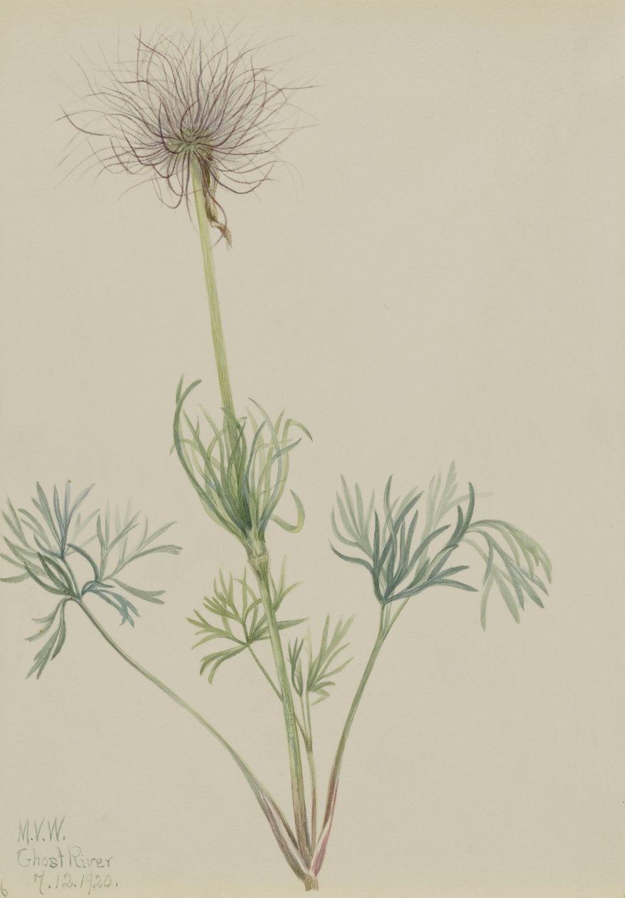 Koniklec lidový (Pulsatilla ludoviciana) od Mary Vaux Walcott