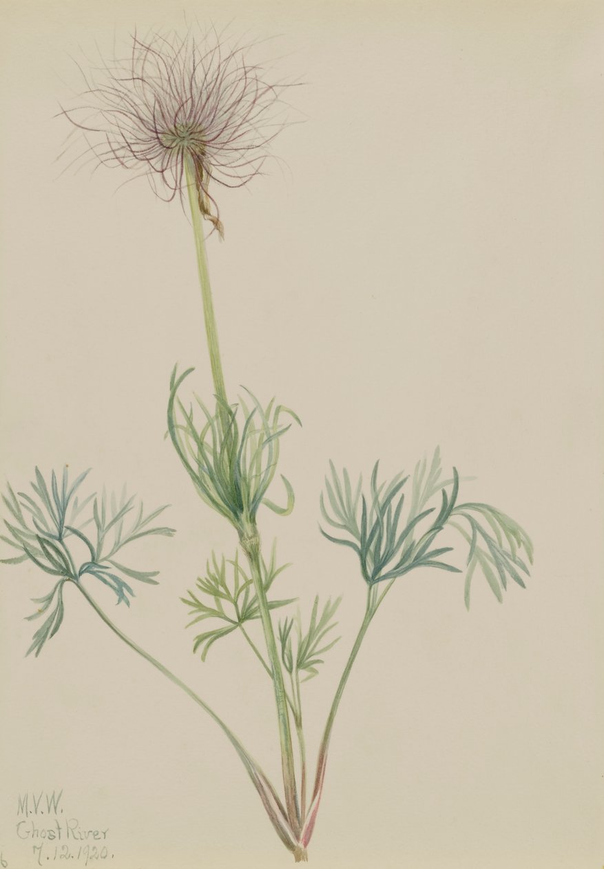 Koniklec americký Pulsatilla ludoviciana, 1920. od Mary Vaux Walcott