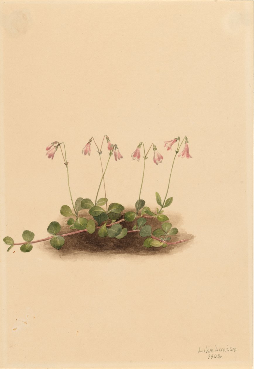 Americká dvouletka (Linnaea borealis americana) od Mary Vaux Walcott
