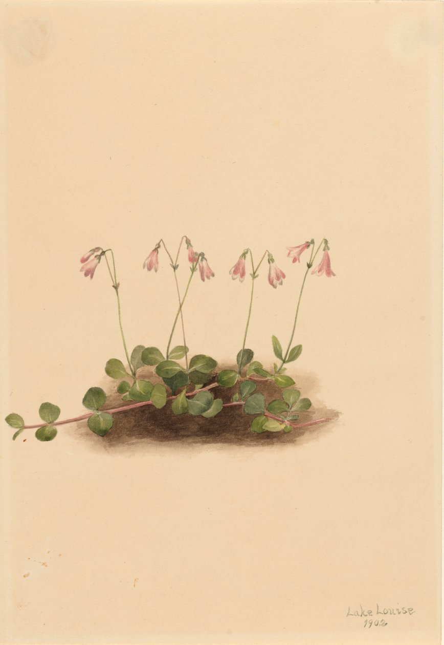 Twinflower americký Linnaea borealis americana, 1902. od Mary Vaux Walcott